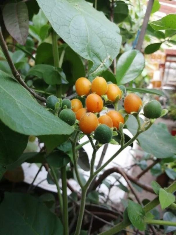 Törpe tamarillo - Különleges padlizsánok az Egzotikus Növények Stúdiója kínálatából